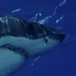 Carcharodon Carcarias :Les grands Blancs